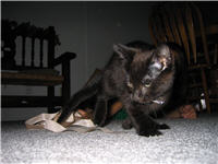 Pinky as a kitten